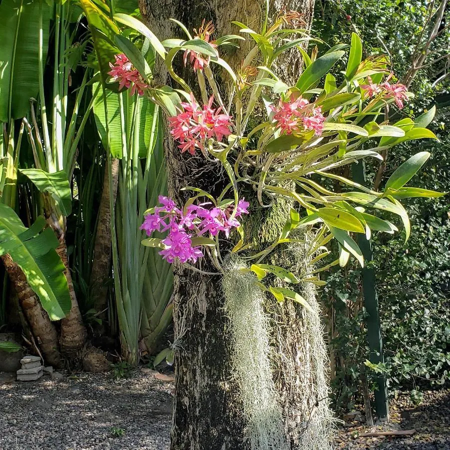 Pensionat Orchid Cottage Kingston