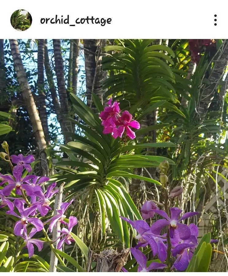 Orchid Cottage Kingston Jamaica
