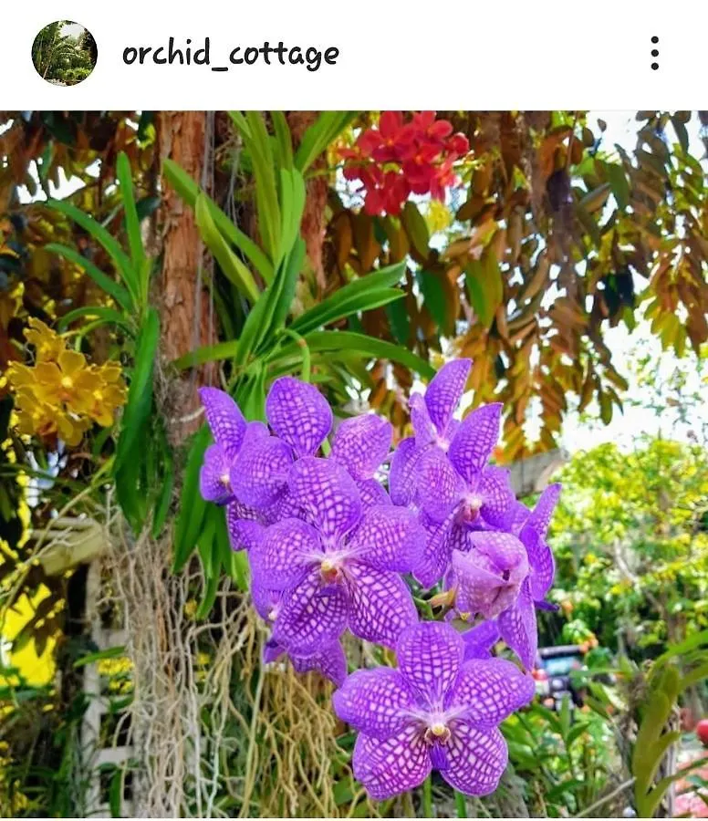 Guest house Orchid Cottage Kingston