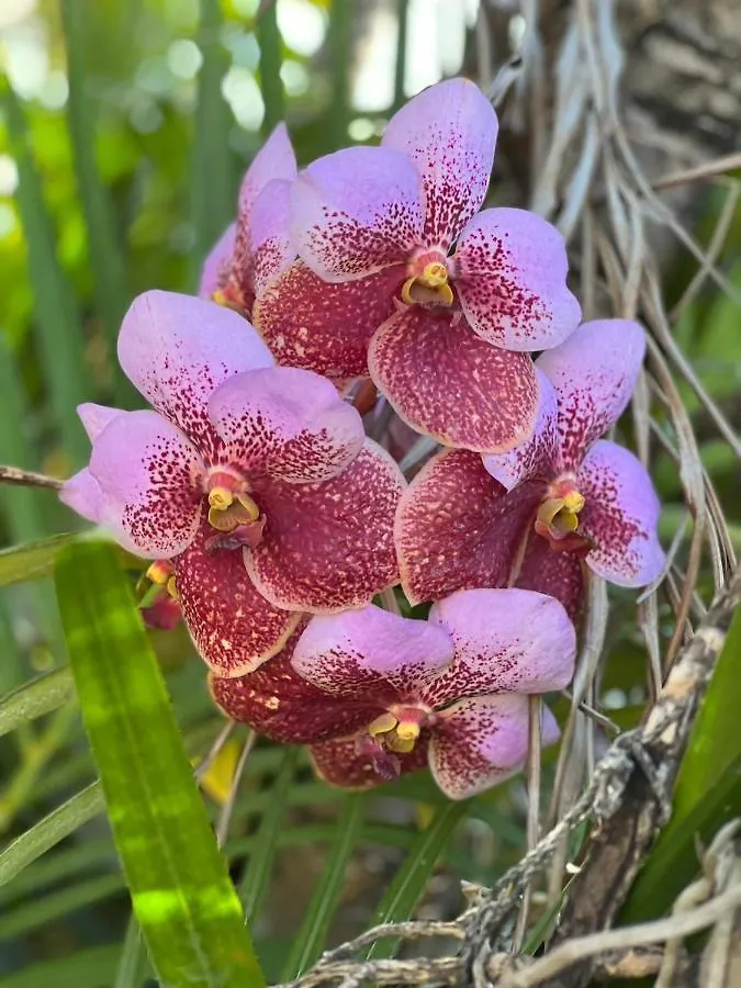 Guest house Orchid Cottage Kingston