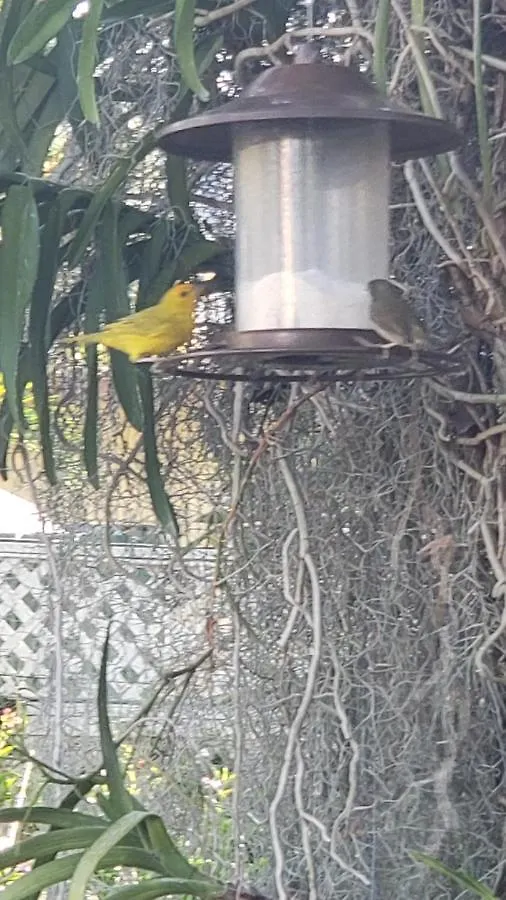 Guest house Orchid Cottage Kingston