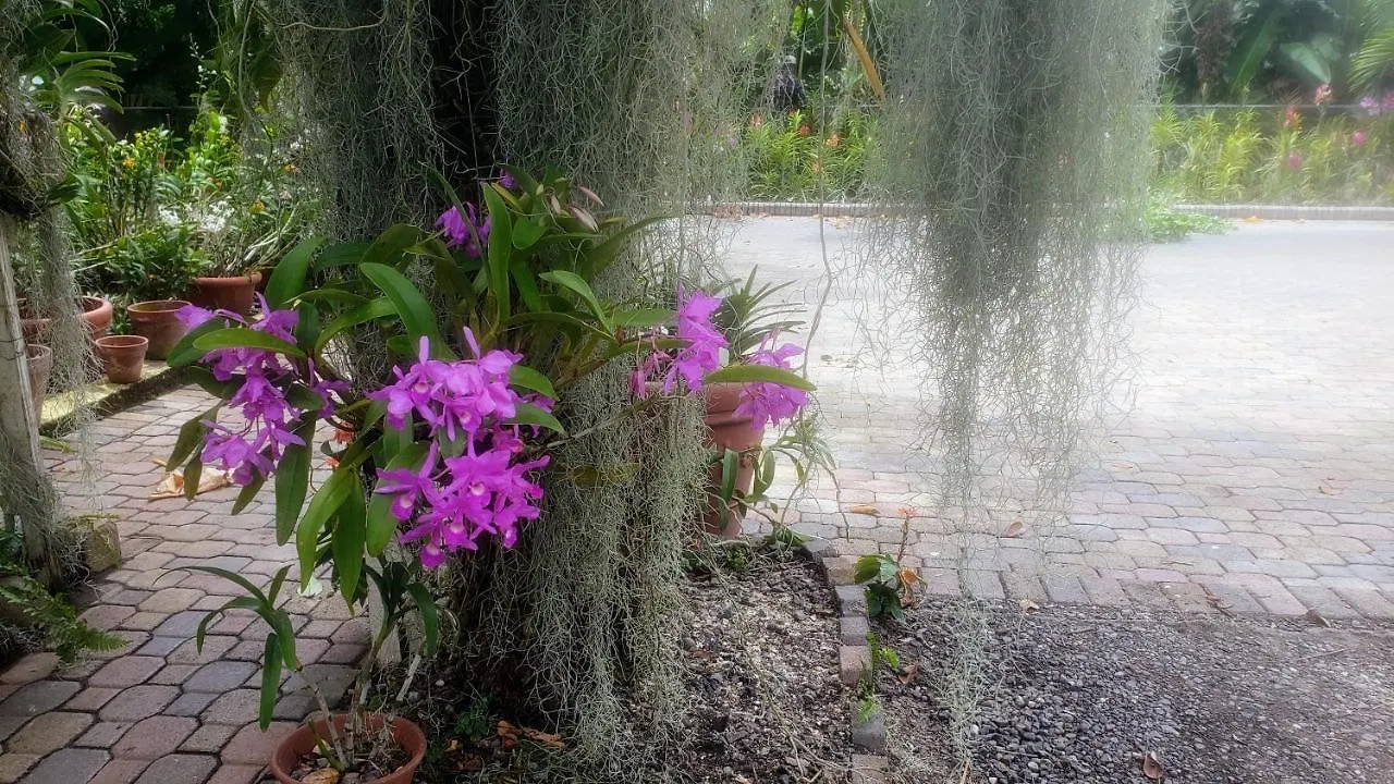 Orchid Cottage Kingston