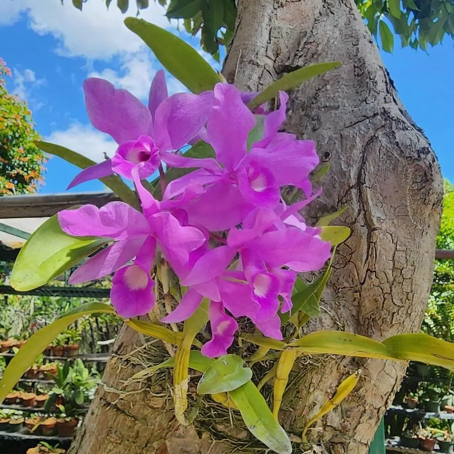 Orchid Cottage Kingston 2*,