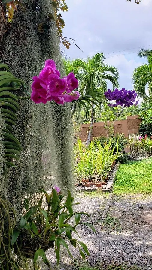 ** Guest house Orchid Cottage Kingston Jamaica