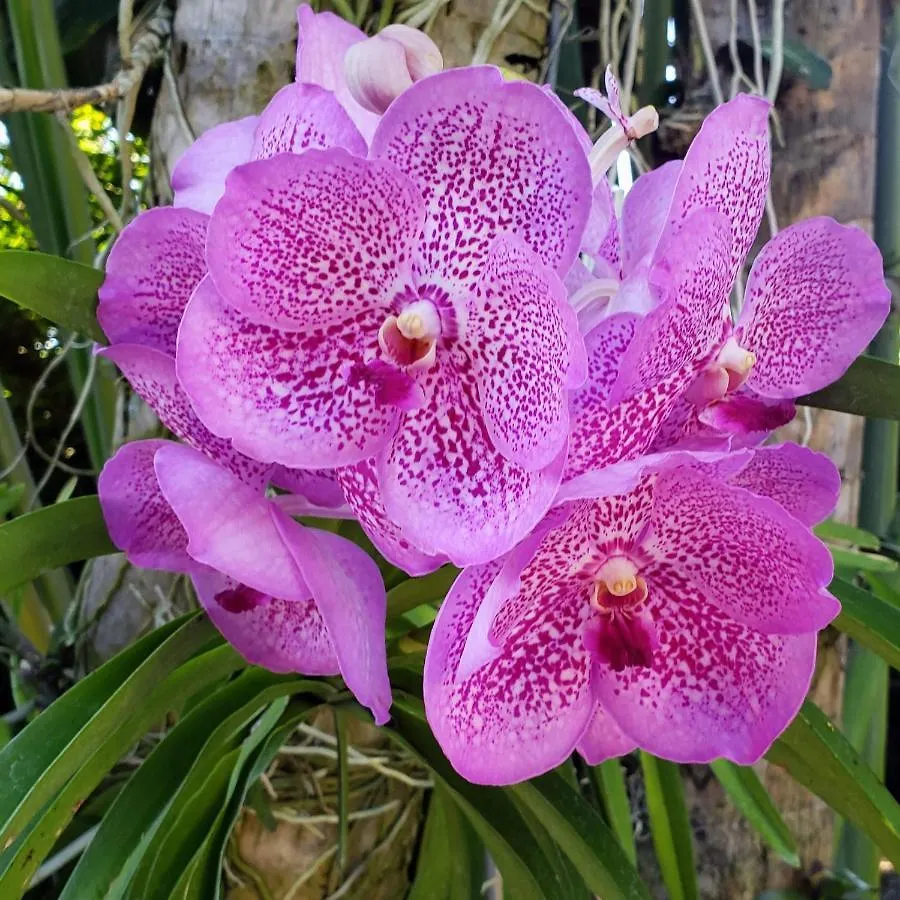 Orchid Cottage Kingston