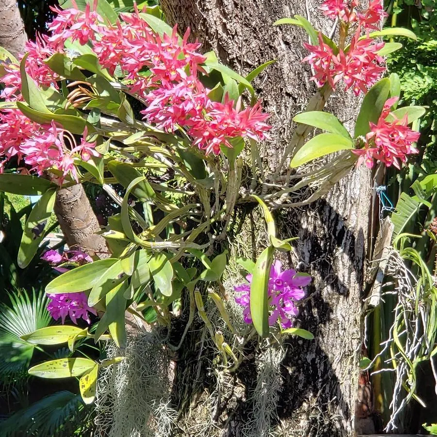 Guest house Orchid Cottage Kingston