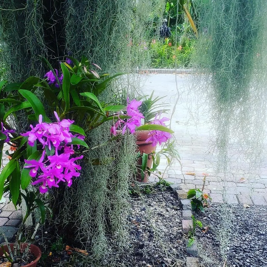 Orchid Cottage Kingston Jamaica
