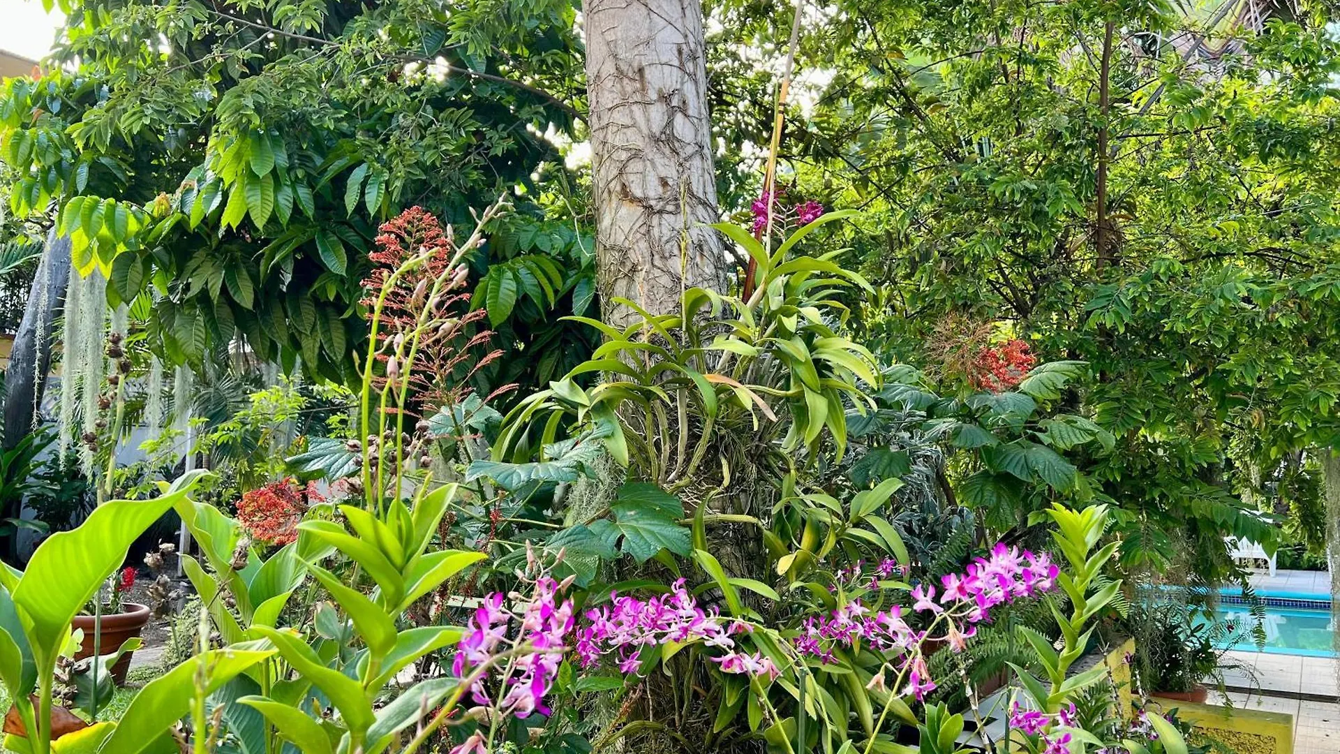 Orchid Cottage Kingston Jamaica