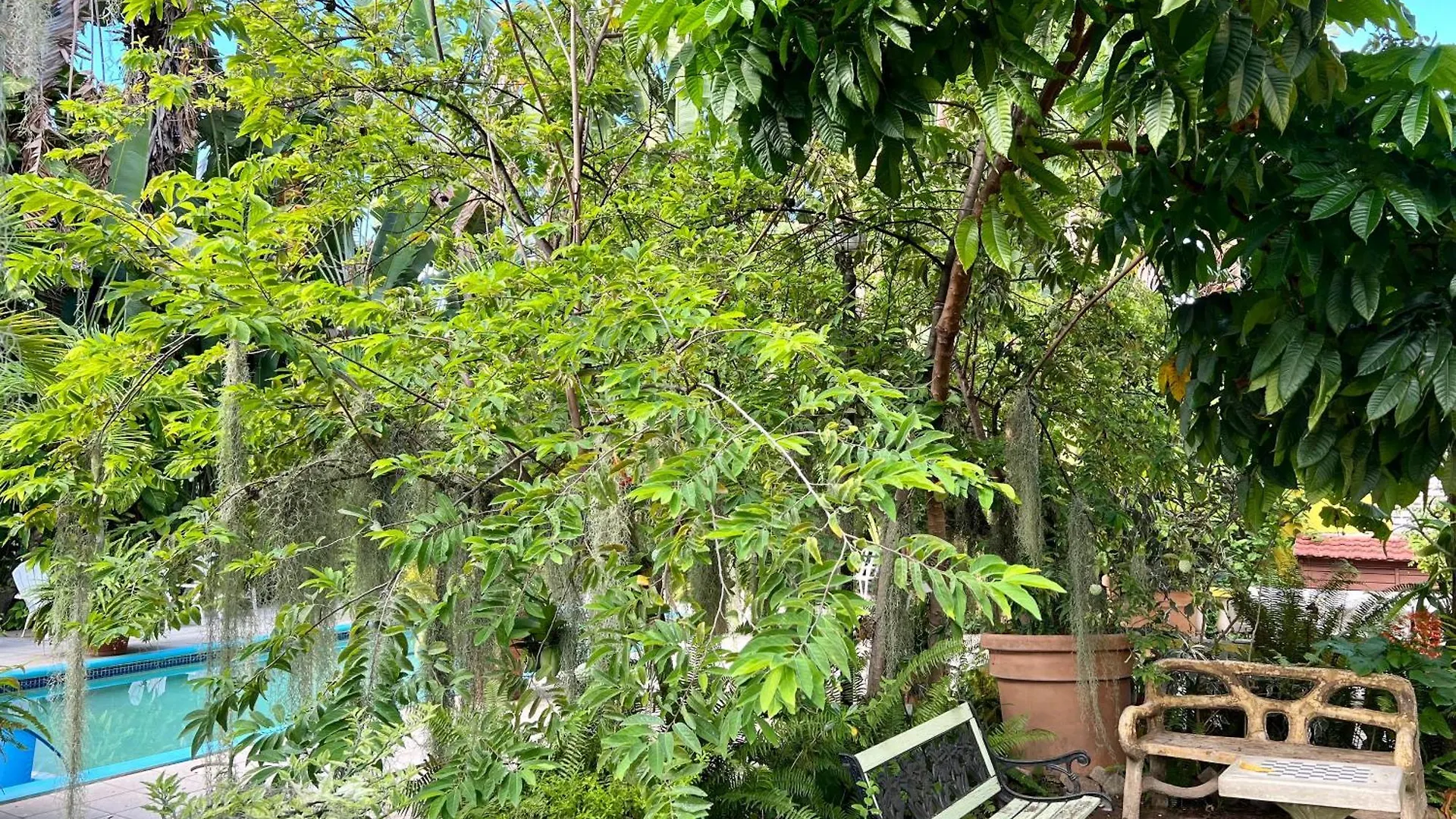 Orchid Cottage Kingston 2*,  Jamaica