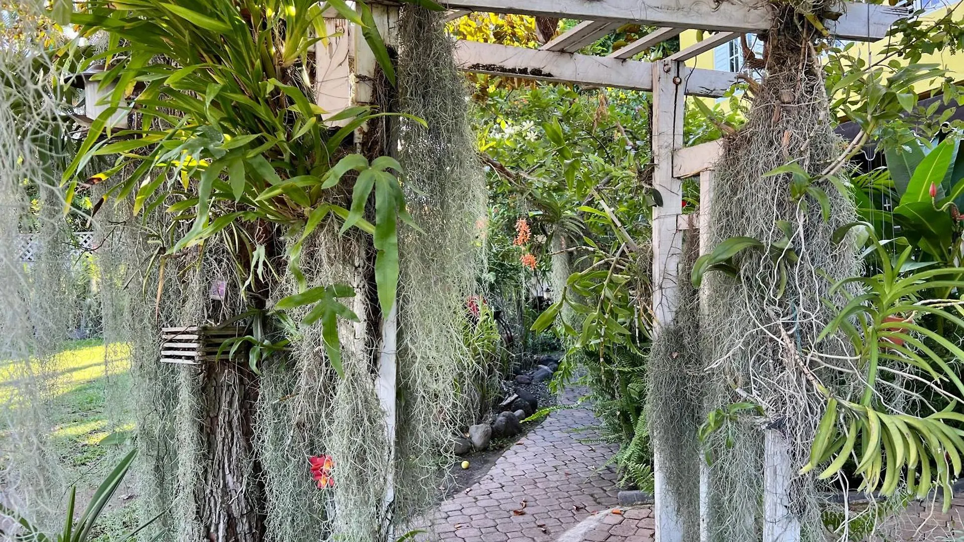 Orchid Cottage Kingston 2*,