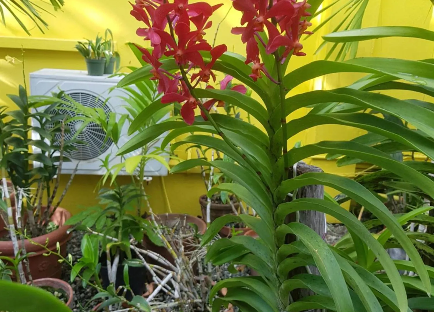 ** Guest house Orchid Cottage Kingston Jamaica