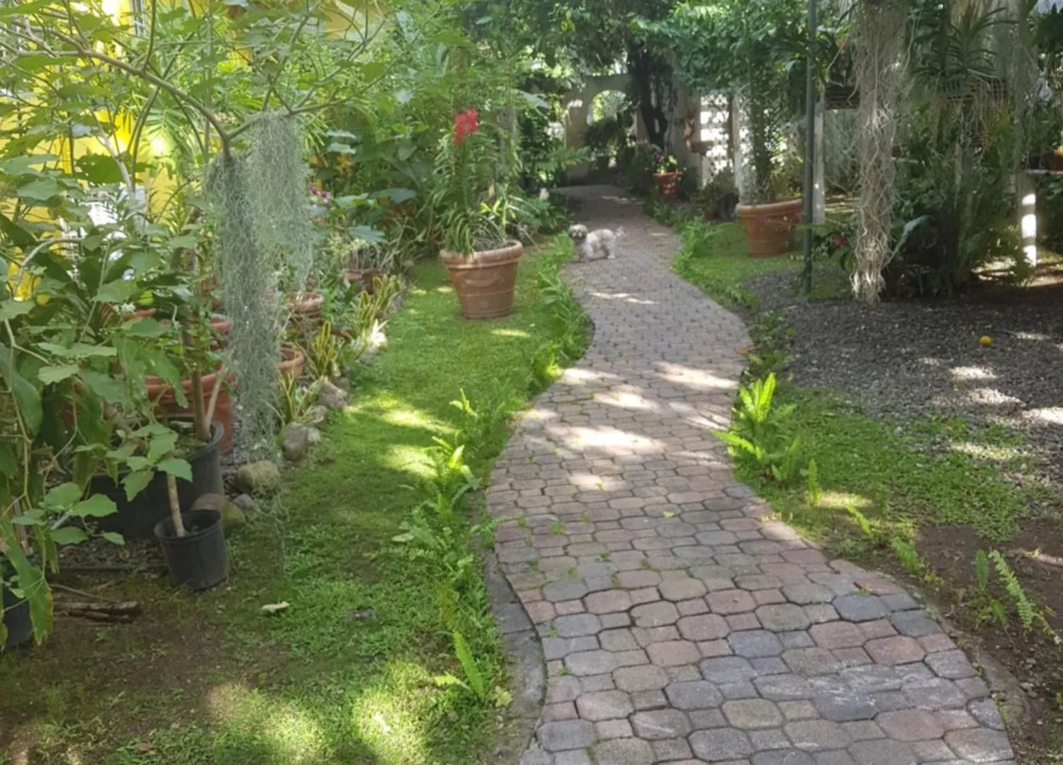 Guest house Orchid Cottage Kingston