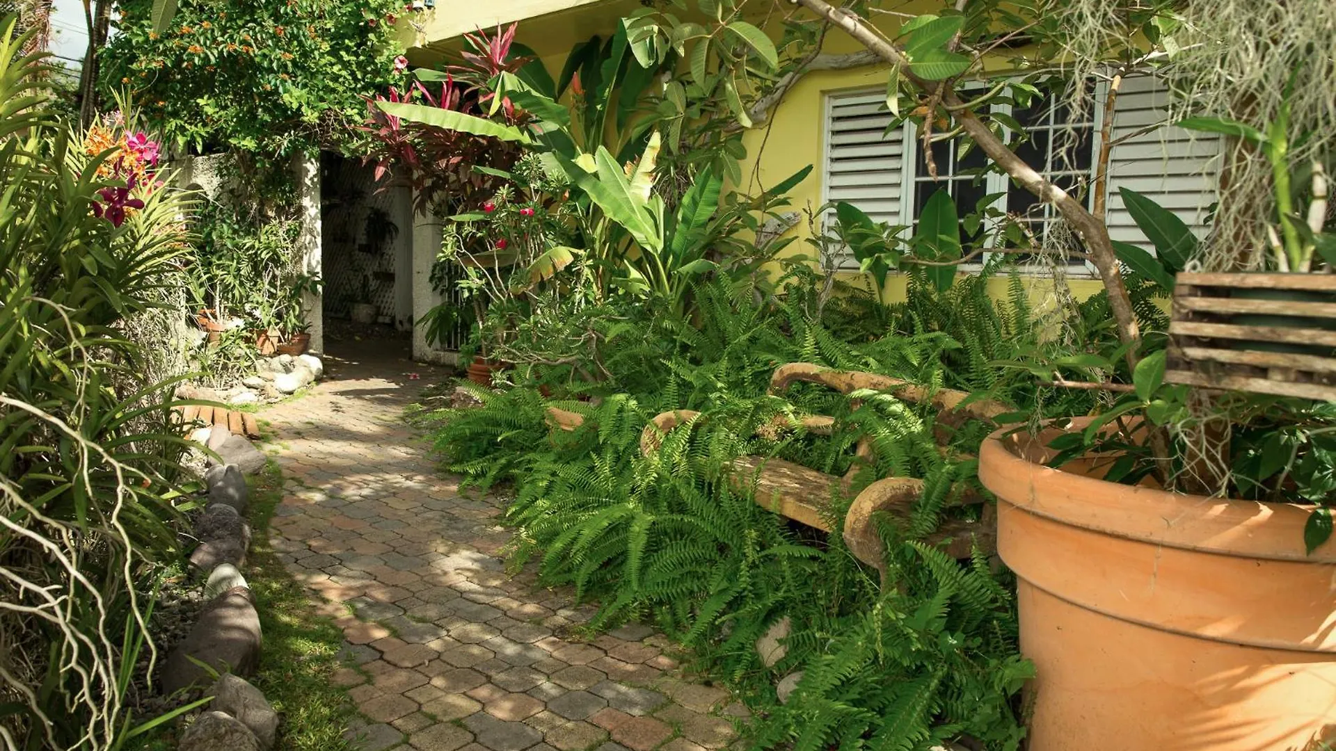 Orchid Cottage Kingston Jamaica