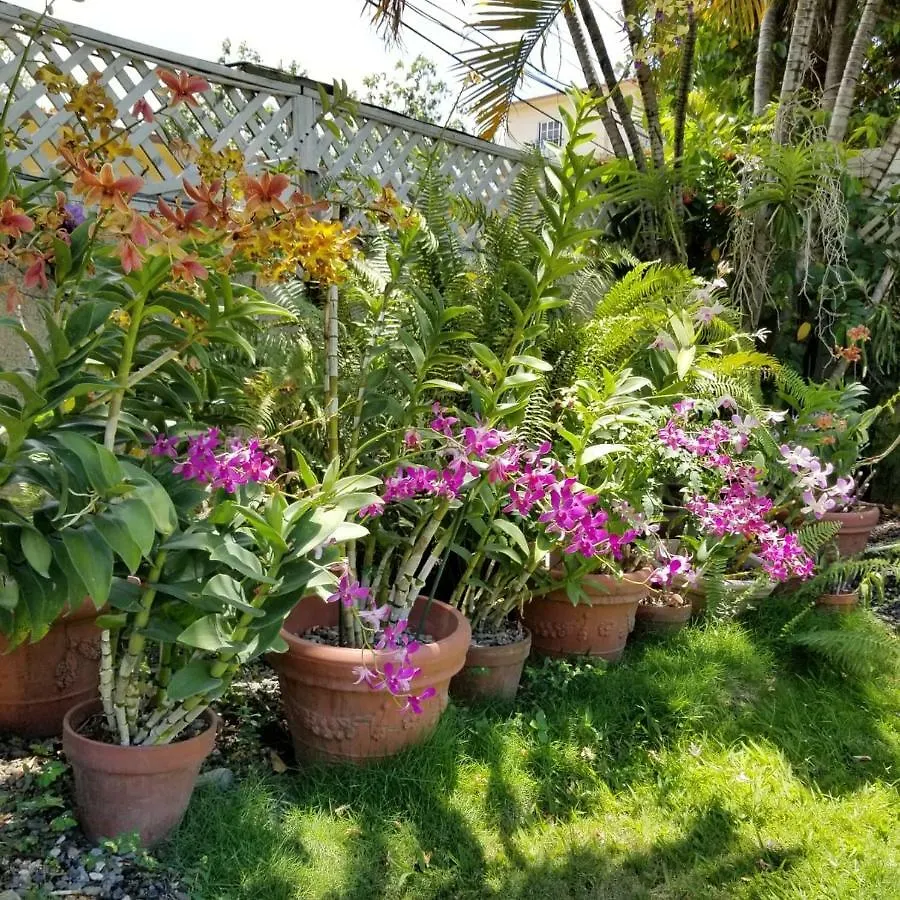 Orchid Cottage Kingston Guest house
